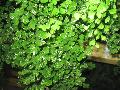 Delta Maidenhair Fern / Adiantum raddianum 